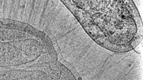 bacteria