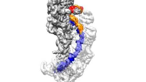 crispr_seed_bubble.png